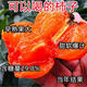 嫁接柿子樹(shù)苗軟柿子新品種特大耐旱耐寒盆栽地栽南北種植當年結果 8年結果大苗:帶分枝:包活