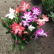 四季開(kāi)花蟹爪蘭花苗盆栽綠植蟹爪蓮花卉室內陽(yáng)臺盆栽好養耐寒 混合色+營(yíng)養液+肥+粉 5顆苗不含盆
