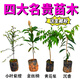 SMVP四大名貴苗木海南黃花梨金絲楠木樹苗珍稀植物沉香小葉紫檀庭院 四大名木各一棵20-30CM高 其他