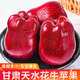 果益壽甘肅花牛蘋(píng)果 天水紅蛇蘋(píng)果粉糯面甜紅蘋(píng)果刮泥水果年貨禮品物盒 天水花牛蘋(píng)果大果2斤嘗鮮裝