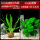 瘋狂水草（FKSC）真水草魚(yú)缸造景套餐凈化水質(zhì)懶人魚(yú)缸水草植物直接入缸蜈蚣草 【火山石】芭榕+迷你小九冠
