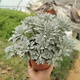 芙蓉菊盆栽耐寒雪艾白艾玉芙蓉花苗陽臺(tái)庭院四季常青特色綠植花卉 芙蓉菊大棵【5-8頭】一盆