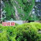 匯種草農苔蘚孢子粉四季鮮活青苔綠植短絨吸水石種子微景觀(guān)盆景造假山草籽 短絨蘚孢子粉 精選【11克】包發(fā)芽