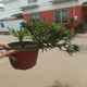 春花妙意黑松盆 矮霸盆景造型樹(shù)樁植物室內桌面綠植小精品盆栽羅漢松盆景 羅漢松盆景 不含盆