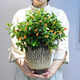 自然空間金魚花吊蘭盆栽植物室內(nèi)觀花趣味綠植 壁雅金魚花1加 源頭直發(fā)