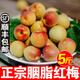 鹿凌青2023正宗詔安胭脂紅梅青梅鮮果5斤新鮮現(xiàn)摘生酸脆泡酒梅子水果 5斤