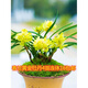 云南老種蘭花苗 春蘭 濃香綠植 花卉盆栽園藝植物 春蘭黃金牡丹組培4苗16 不含盆