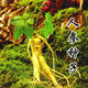 旺之春人參種子東北長白山人參山參林籽四季播種陽臺盆栽多年生人參種子 300粒+2包肥料