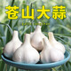 語安四季寬葉蒜苗蒜種大蒜種子種籽大蒜頭紅根紫皮自種紅皮大蒜苗種子 白皮大蒜中大果1斤裝