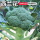 密水農(nóng)家新鮮西蘭花 本地自種花菜 時(shí)令蔬菜西藍(lán)花 350g