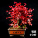 嘆為觀止日本紅楓紅舞姬老樁盆景四季客廳室內(nèi)盆栽植物 根莖5公分帶分叉盆景苗 不含盆