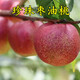 阿木木嫁接桃樹(shù)苗珍珠棗油桃苗桃子樹(shù)苗庭院陽(yáng)臺盆栽地栽南方北方果樹(shù)苗 2年苗好成活