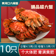 【活蟹】黃河口大閘蟹4.5公3.5母禮盒特大10只源頭直達足斤足兩 10只