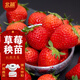 北蔬 紅顏草莓苗帶土發(fā)貨秧苗地栽水果苗 紅顏草莓苗3盆源頭直發(fā)包郵