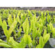 登越茶葉苗安吉白茶 黃金芽茶葉樹(shù)苗普洱茶龍井碧螺春南方種植茶樹(shù)苗 龍井1年苗10顆起拍 20cm(含)-30cm(不含)