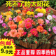 太陽花種子重瓣混色四季易種易活開花不斷室內(nèi)盆栽死不了花種籽子 重瓣.混色20000粒+2包肥