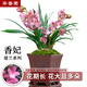 華香園蘭花 香妃 建蘭 蘭花苗 幽香型不帶花苞盆栽盆景耐陰綠植盆栽花卉 香妃3苗連體裸根 不帶花苞