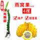 火龍果苗盆栽紅心火龍果樹(shù)果苗燕窩特大黃火龍果苗麒麟當年結果 1棵燕窩果 30cm(含)-40cm(不含)