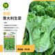 京研生菜種子結球脆葉水培菜種籽意大利羅馬直立玻璃奶油生菜蔬菜籽孑 京研意大利生菜1克1袋