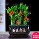 幼薇節節高富貴竹植物客廳轉運綠植盆栽辦公室內桌面好養盆景四季常青 九棵富貴竹+黑金財源廣進(jìn)瓷盆 帶盆栽好