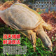 品鮮肴【活鮮】甲魚生態(tài)外塘大甲魚冷水老鱉團(tuán)魚王八鱉 鮮活體生鮮水產(chǎn) 3.0-3.1斤/ 只 高品質(zhì)甲魚公鱉