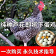 一斤半斤三斤左右山東汶上蘆花雞苗黑白蘆花雞活苗蛋雞活苗半大雞 1斤黑蘆花5只【1公4母】