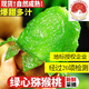 帆兒莊園現(xiàn)貨綠心獼猴桃新鮮奇異果綠果泥彌猴桃水果應(yīng)季孕婦水果生鮮大果 70-90g15枚