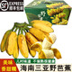 鑫果滋【順豐】海南三亞土芭蕉 五指山野芭蕉香蕉新鮮網(wǎng)紅水果 5斤普箱 海南野土芭蕉