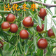 青意萱棗樹(shù)苗嫁接沾化二代冬棗樹(shù)苗 當年結果沾化大冬棗苗南方北方種植 6年結果多 81cm(含)-110cm(含)