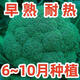 西蘭花種籽春秋季花椰菜蔬菜種孑高產(chǎn)耐寒綠菜花四季青花菜種 綠寶石(西蘭花)種子 原廠精品包裝1包+送1包/約6OO粒