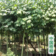 中國梧桐樹(shù)樹(shù)苗青桐樹(shù)苗青桐樹(shù)梧桐樹(shù)苗庭院苗 中國梧桐8公分地徑