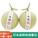 日本品種玫瓏瓜靜岡哈蜜瓜新鮮網(wǎng)紋瓜 2個裝