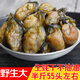 海鮮晟海蠣干大生蠔干煙臺(tái)特產(chǎn)牡蠣干蠔豉海產(chǎn)品海鮮干貨500g克海產(chǎn)干貨  大生蠔500克