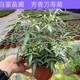 芳香萬(wàn)壽菊 驅蚊盆栽 驅蟲(chóng)類(lèi)似糖果汽水味的香氣盆栽驅蚊盆栽花卉 大盆 簡(jiǎn)易盆 帶盆栽好