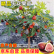 湃點(diǎn)無(wú)花果樹(shù)果苗盆栽水果苗耐寒特大波姬紅地栽無(wú)花果2cm粗 源頭直發(fā)