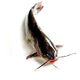 其他品牌鮮活叉尾鮰魚(yú)1條（1-1.5kg/條）