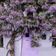 滨淇多花紫藤树苗庭院围墙盆地栽爬藤植物南北方种植攀援花卉 2.5厘米