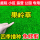 茗花潭草坪種子矮生四季青草坪草籽庭院綠化四季常青護坡草種子免修剪花 矮生果嶺草1斤 【廠區(qū)綠化】