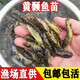 彌翠園黃骨魚(yú)苗活體黃鴨叫黃丫頭全雄嘎牙子魚(yú)昂刺魚(yú)黃顙魚(yú)苗黃辣丁魚(yú)苗 100條3-4厘米黃骨魚(yú)（加10%損）