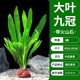 瘋狂水草魚缸水草凈化水質(zhì)套餐蜈蚣草陰性水草浮萍植物活體水培 【帶火山石】大葉九冠/3顆