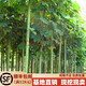 黛陌梧桐苗綠化苗木鳳凰樹(shù)苗法桐樹(shù)苗中國梧桐法國梧桐小苗青桐樹(shù)苗 青桐樹(shù)苗 2公分
