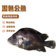 乃鮮海產(chǎn)品鮮活包公魚  新鮮現(xiàn)撈整條活凍真空 鮮活真空冷凍包公魚0.8-1.1斤/條 一條實(shí)惠價(jià)