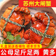 【活蟹】神行大閘蟹現(xiàn)貨全母蟹鮮活六月黃螃蟹生鮮河蟹生鮮禮盒 精選六月黃3.5-3.8兩 8只裝
