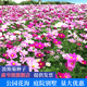 森韋睦野花組合花種子四季開花易種活多年生室外庭院種植百日草格桑花籽 波斯菊種子【混色】 一斤裝