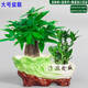 嘆為觀(guān)止三桿發(fā)財樹(shù) 雙孔陶瓷盆發(fā)財樹(shù)富貴竹桌面綠植物擺件辦公室內花卉 大號財源茂盛+三桿發(fā)財樹(shù)+富貴竹 含盆