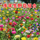 播種心情室外庭院花卉組合種子多年生四季陽臺種子花籽孑 推薦》常用野花組合1斤