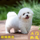 夢茜兒比熊犬活體寵物狗法國小體比熊幼犬韓版比熊米奇耳飛耳比熊小狗 寵物級 精品 公