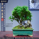潮裕盆景羅漢松盆景迎客松老樁真樹景觀園林庭院室內(nèi)戶外栽種擺放造型老樹 精品羅漢松47 高端盆景/一物一拍