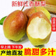 栩季（XUJI）【現(xiàn)摘現(xiàn)發(fā)】紅香酥梨9斤新鮮水果 當季時令水果香甜酥脆紅梨 5斤大果