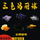 瑪麗魚瑪麗球胎生魚好養(yǎng)直接生小魚米奇孔雀魚天空藍(lán)熱帶魚觀賞魚  三種大球9條各3條